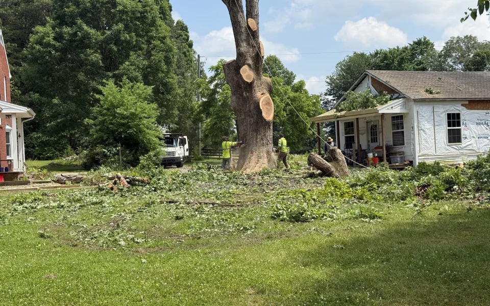 ongoing tree removal