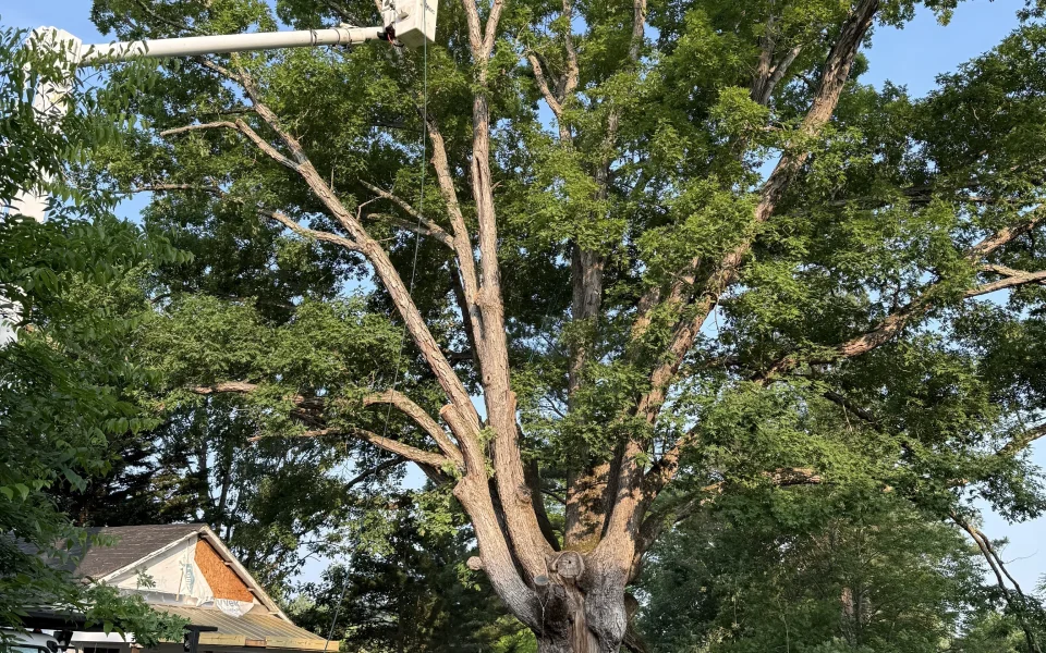 ongoing tree trimming